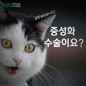 [비디오머그] 주인 없는 길고양이, 중성화로 수 줄인다