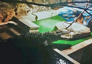 악어 사육 동영상 '20대 페북 스타' 벌금 안내 교도소행