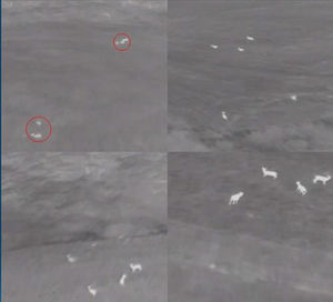 "제주 노루 6천110마리 적정&hellip;매년 포획 필요"