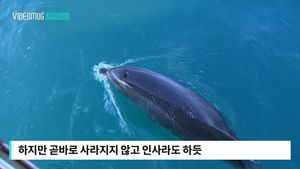 [자막뉴스] 바다로 간 돌고래&hellip;30분간 '뭉클한 작별 인사'