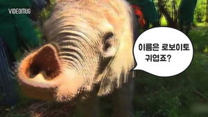 [비디오머그] '아프지 마 얘들아' 케냐의 코끼리 고아원
