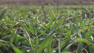 [영상뉴스] 봄이 오는 길목&hellip;호밀 '고개 빼꼼'