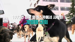 [비디오머그] '탕' 신호 울리자마자 힘찬 질주&hellip;美 개썰매 대회