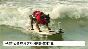 [비디오머그] 파도 타는 강아지&hellip;‘여유 넘치는 모습’