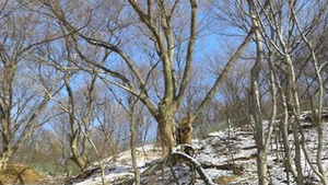 인천상륙작전 겪은 월미도 245살 나무 수술 받는다