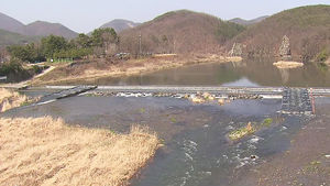 [울산] 태화강에 황어 회귀 시작&hellip;예년보다 빨라