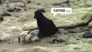 [비디오머그] 불어난 강물 '위험천만' 강아지 구조 현장