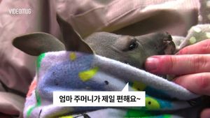 [비디오머그] '엄마 품이 제일 좋아요' 엄마 캥거루가 되어준 사육사
