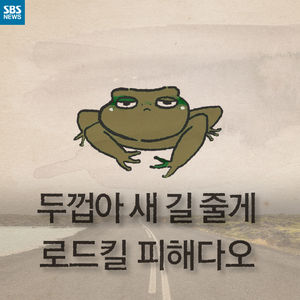 [카드뉴스] "밟히지 말길"&hellip;알 낳으러 도로 건너는 두꺼비