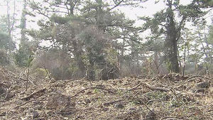[제주] 땅값 상승 노린 산림 훼손 행위 '급증'