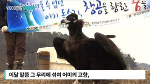 [자막뉴스] 어미 대신 자연으로&hellip;방사장 맴도는 새끼 독수리