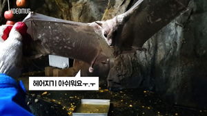 [비디오머그] '저희 떠납니다&sim;' 두바이로 이민가는 서울대공원 동물들