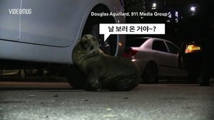 [비디오머그] 물고기 찾으러 왔나? 美 수산시장 주차장 찾은 바다사자