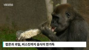 [비디오머그] 맛있는 간식 '가득'&hellip;2살 고릴라의 특별한 생일