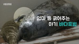 [비디오머그] 엄마 등 긁는 귀여운 효자손?&hellip;새끼 바다표범 '심쿵'