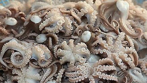 서해안 봄철 맛거리 '주꾸미' 몸 값 고공행진