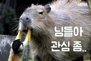 친화력 좋은 '카피바라'&hellip;'관심이 필요해요'