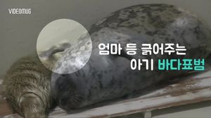 '특급 효자손' 바다표범 모녀의 다정한 한때