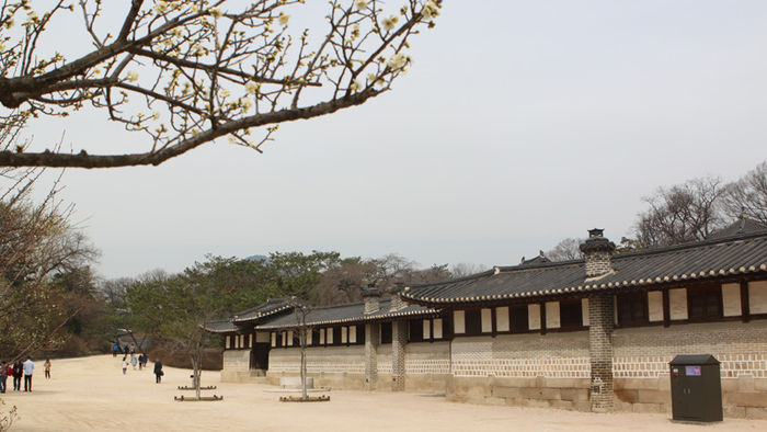 메인이미지  1 : 18일 서울 종로구 창덕궁 낙선재 앞에 매화가 피었다.

   매화는 조선시대 선비들이 가장 사랑하는 꽃이었다. 낙선재 앞은 매화와 산수유꽃을 시작으로 벚꽃, 철쭉이 4월까지 피고 진다. (서울=연합뉴스)