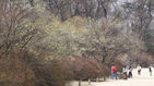 섬네일이미지  4:18일 서울 종로구 창덕궁 낙선재 앞에 매화와 산수유꽃이 피었다.

   특히 매화는 조선시대 선비들이 가장 사랑하는 꽃이었다. 낙선재 앞은 매화와 산수유꽃을 시작으로 벚꽃, 철쭉이 4월까지 피고 진다.(서울=연합뉴스)