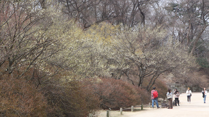 메인이미지  4 : 18일 서울 종로구 창덕궁 낙선재 앞에 매화와 산수유꽃이 피었다.

   특히 매화는 조선시대 선비들이 가장 사랑하는 꽃이었다. 낙선재 앞은 매화와 산수유꽃을 시작으로 벚꽃, 철쭉이 4월까지 피고 진다.(서울=연합뉴스)