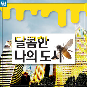 [카드뉴스] 도시에 웬 꿀벌들이?&hellip;"사람과 공존하고 싶어요"