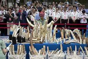중국인 상아 밀수업자, 탄자니아서 징역 35년형&hellip;역대 최고형