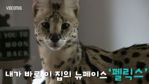 [비디오머그] "잘 지내보자옹&sim;"&hellip;새로운 가족이 '애완 살쾡이'?