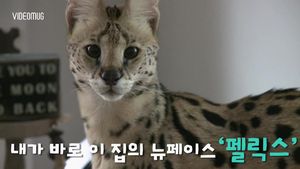 "이제부터 가족이라옹!" 애완동물이 된 살쾡이