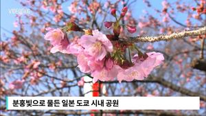 [비디오머그] 분홍빛으로 물든 거리&hellip;日 벚꽃 시즌 시작