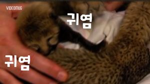 [비디오머그] 셰퍼드와 아기 치타들의 아름다운 동거 모습 '심쿵'