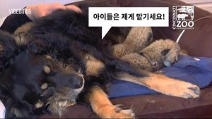 "우리 같이 살아요"&hellip;치타와 개의 훈훈한 동거 현장