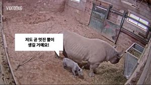 [비디오머그] '새끼 코뿔소는 뿔 있게? 없게?'&hellip;희귀 출산 순간 포착