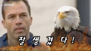 [비디오머그] 발톱으로 '콱'&hellip;'드론 잡는 독수리' 활약