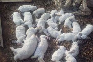 中 불량백신 맞은 토끼 800마리 폐사&hellip;가축용 백신 관리도 구멍