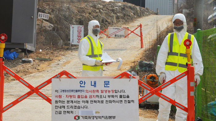 메인이미지  2 : 경기도 이천시의 한 종오리 농장에서 검출된 H5N8형 조류인풀루엔자(AI)바이러스가 고병원성으로 확진된 26일 오후 방역 관계자들이 현장 출입을 통제하고 있다.