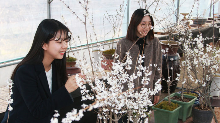 메인이미지  4 : 충북 괴산군 칠성면 쌍곡리 푸른농원의 비닐하우스에서 군청 여직원들이 미선나무 꽃향기를 만끽하고 있다. 