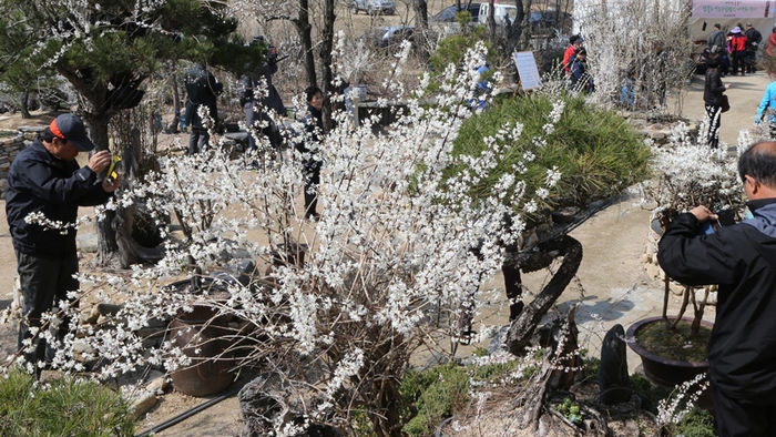 메인이미지  1 :  26일 충북 괴산군 칠성면 미선나무마을에서 열리고 있는 미선나무 꽃축제장에서 관광객들이 미선나무 분재를 사진에 담고 있다. [괴산군 제공]