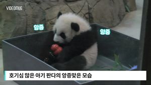 [비디오머그] 판다에게 '거품 목욕'이란&hellip;'숨막히는 뒤태'에 인기 폭발