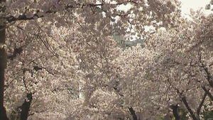 '진해 벚꽃' 분홍 물결 넘실&hellip;군항제 준비 분주