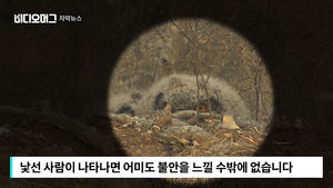 [자막뉴스] 작품사진 욕심에&hellip;수리부엉이 둥지 앞 '싹둑'