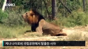 [비디오머그] '공원 탈출' 행인 공격한 사자&hellip;결국 사살
