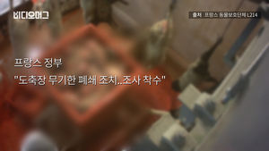 [비디오머그] 새끼 양 산 채로 도축기계에 넣어&hellip;동물학대 논란
