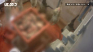 새끼 양을 산 채로 도축 기계에&hellip;프랑스 동물 학대 논란