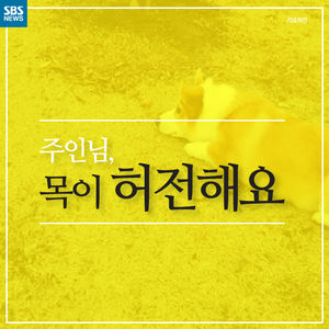 [카드뉴스] 외출할 땐 '펫티켓'을 꼭 지켜주세요