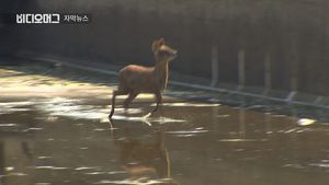 [자막뉴스] 농수로에 갇힌 고라니&hellip;'죽음의 함정'에 빠지다