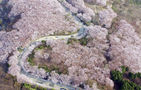 섬네일이미지  1:부산 수영구 황령산자락에 벚꽃이 만개해 장관을 이루고 있다.