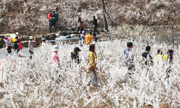 메인이미지  8 : 제1회 미선향 축제가 열리는 충북 괴산군 성불산 산림휴양단지에서 나들이객들이 활짝 핀 미선나무 꽃 사이를 걸으며 봄의 정취를 만끽하고 있다.