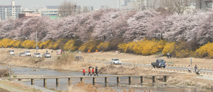메인이미지  7 : 2일 오후 청주시 상당구 무심천변에서 시민들이 활짝 핀 벚꽃길을 걷고 있다.