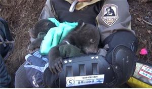 봄 맞은 지리산 경사났네&hellip;반달가슴곰 첫 세쌍둥이 출산